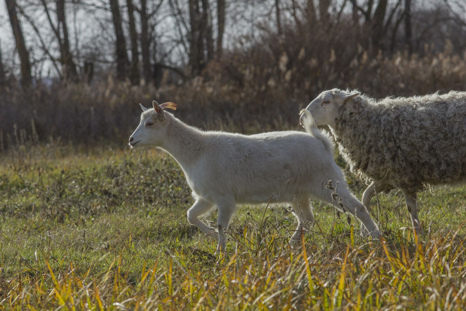 Canon EOS 550D (EOS Rebel T2i / EOS Kiss X4) + Canon EF-S 55-250mm F4-5.6 IS II sample photo. Goat, kid, sheep photography