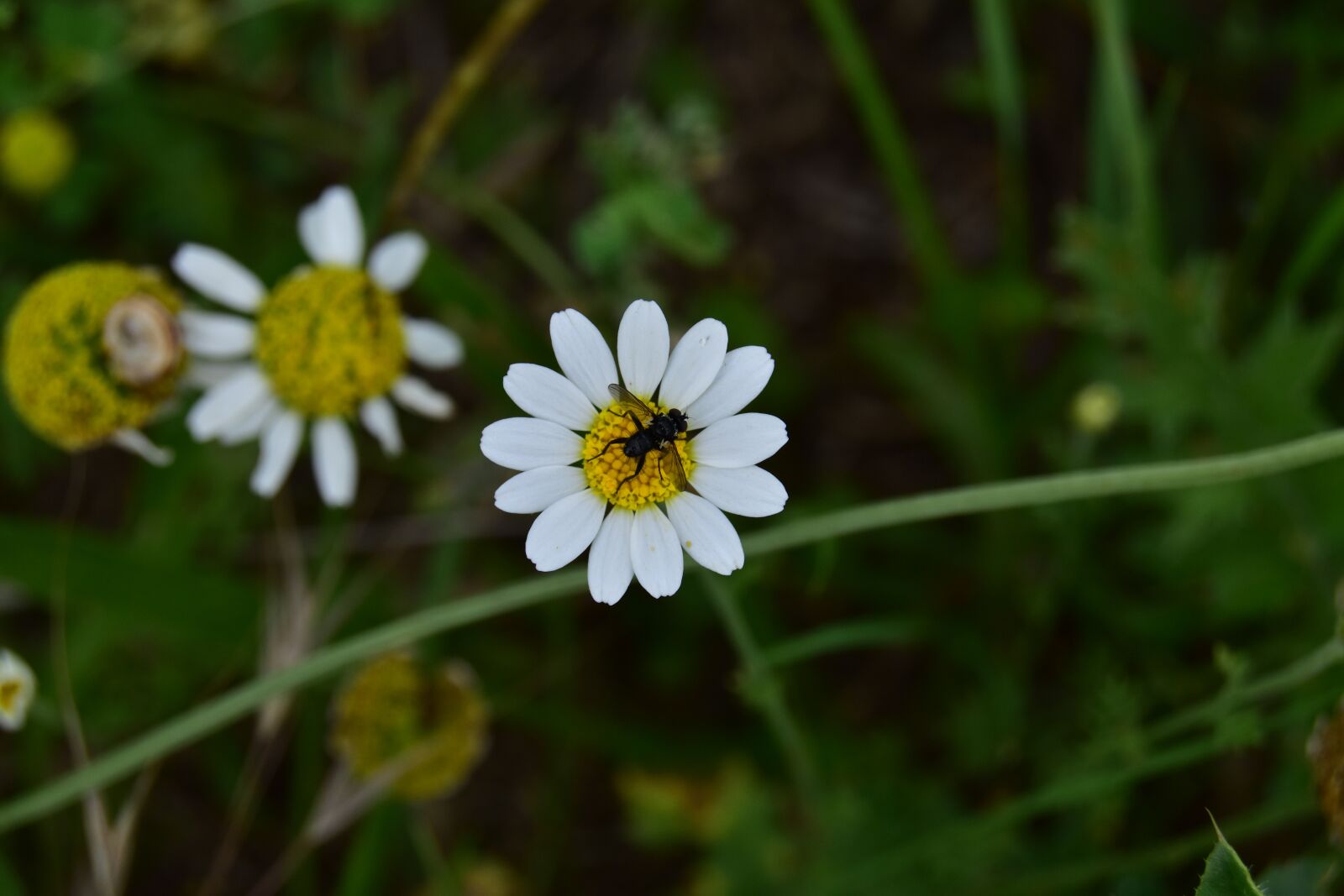 Nikon D5600 sample photo. Fly on flower, fly photography