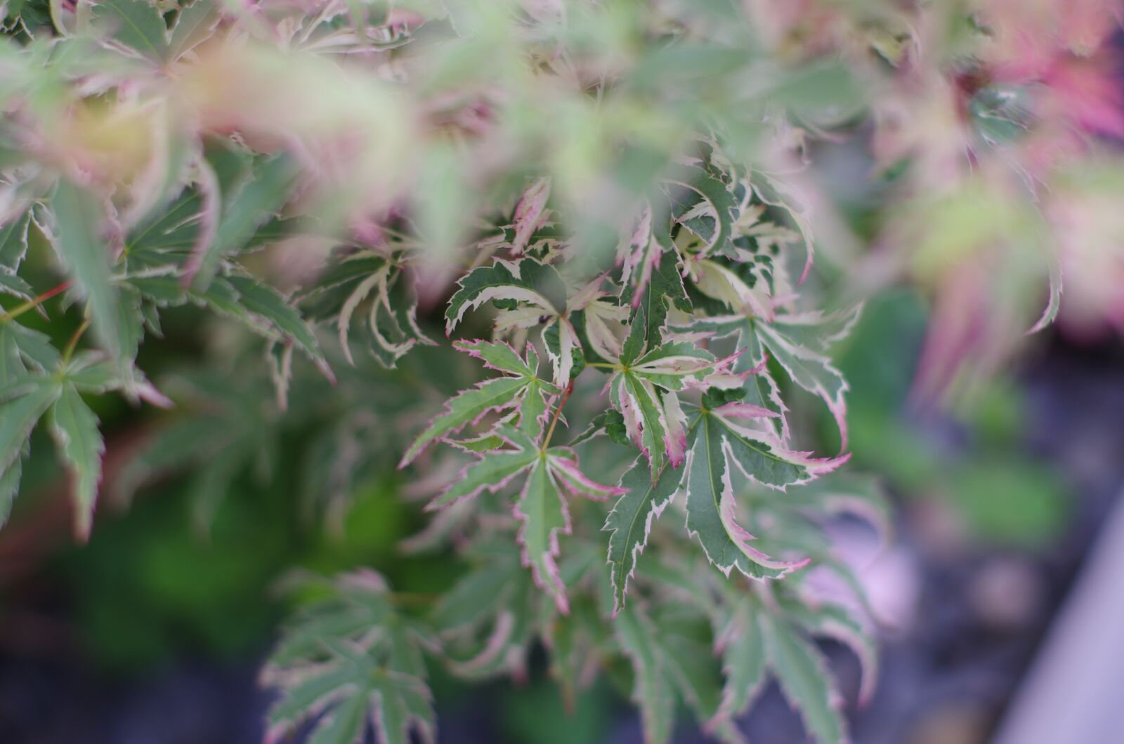 Pentax K-5 sample photo. Tree, acer, plant photography