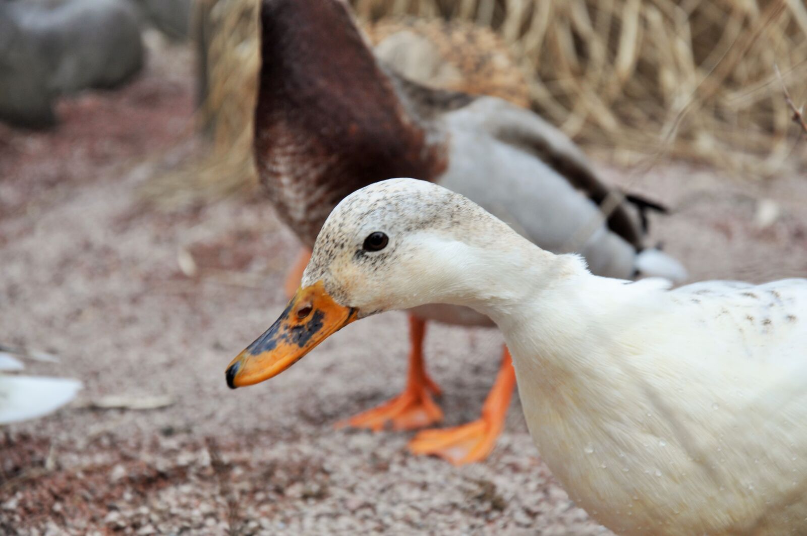 Nikon D90 sample photo. Duck, low court, farm photography