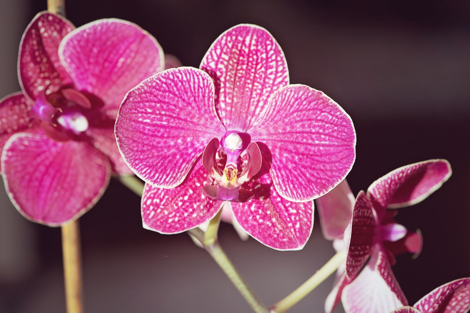 Nikon D750 sample photo. Orchid, pink, flower photography