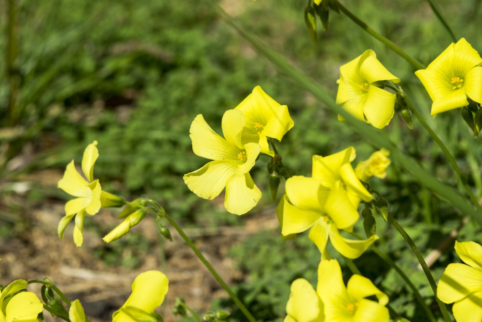 Nikon D5300 sample photo. Flowers, yellow, spring photography