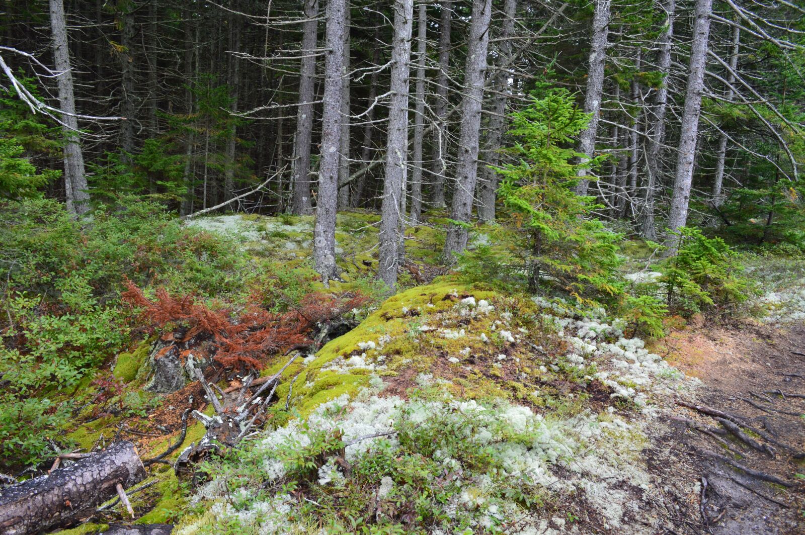 Nikon D3200 sample photo. Forest, lichen, rocks photography