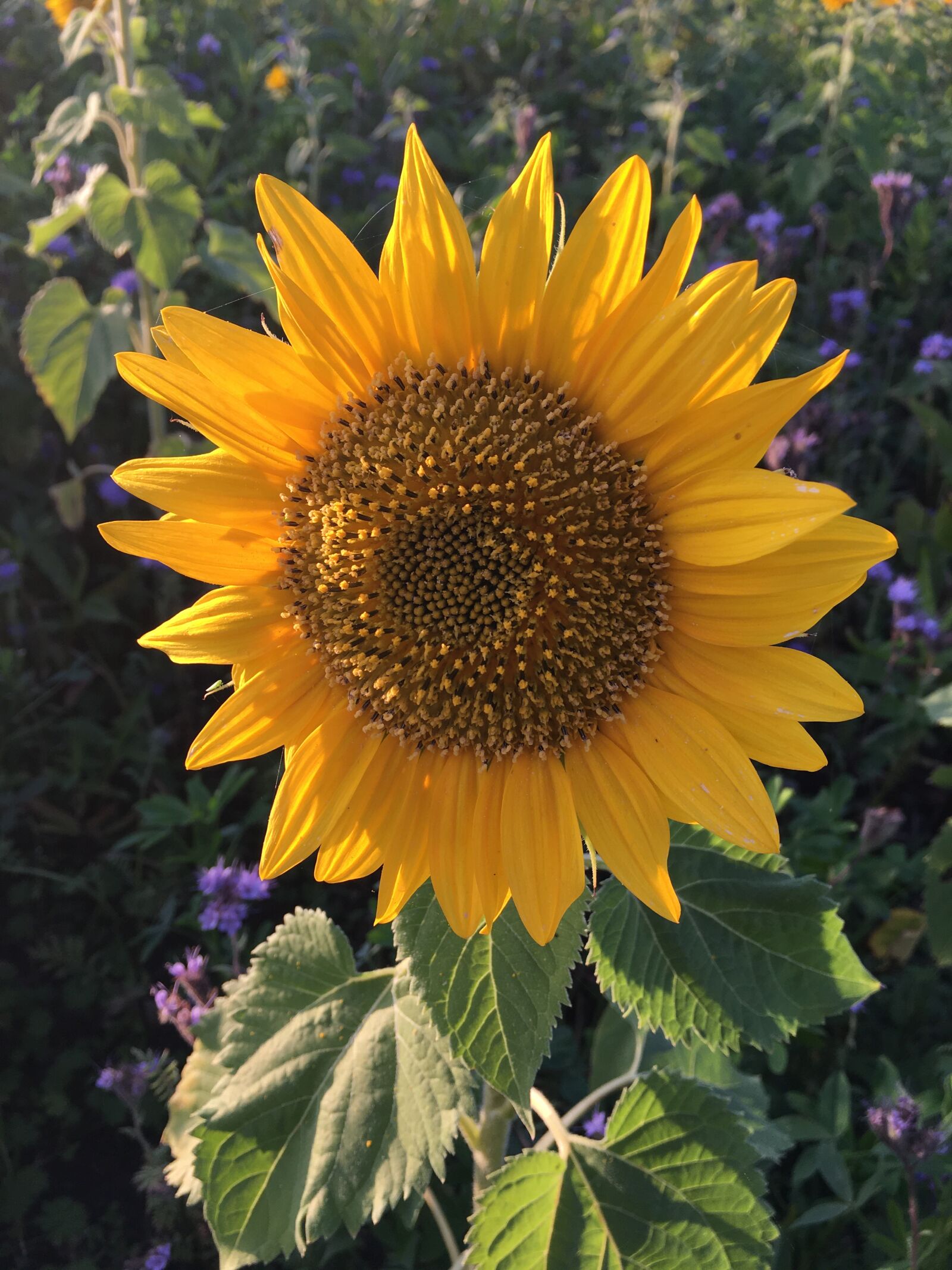 Apple iPhone 6s sample photo. Blossom, bloom, sunflower photography