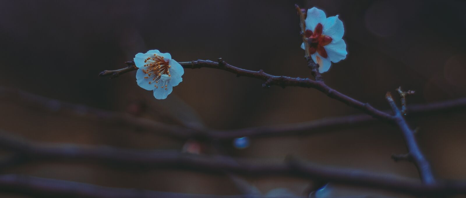 Nikon D7100 sample photo. China wind, suzhou, fragrant photography