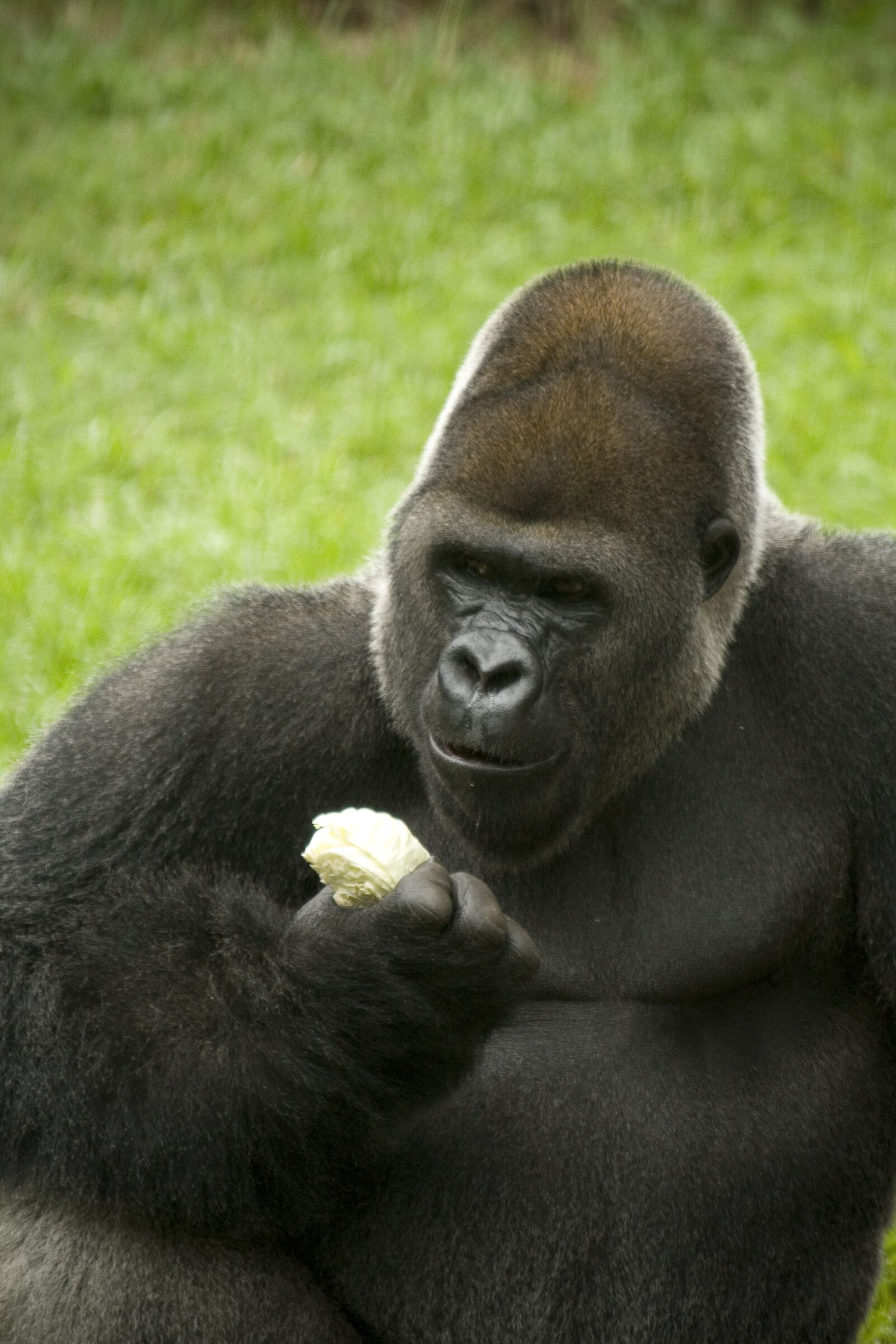 Canon EOS 400D (EOS Digital Rebel XTi / EOS Kiss Digital X) sample photo. Gorilla, monkey, ape photography