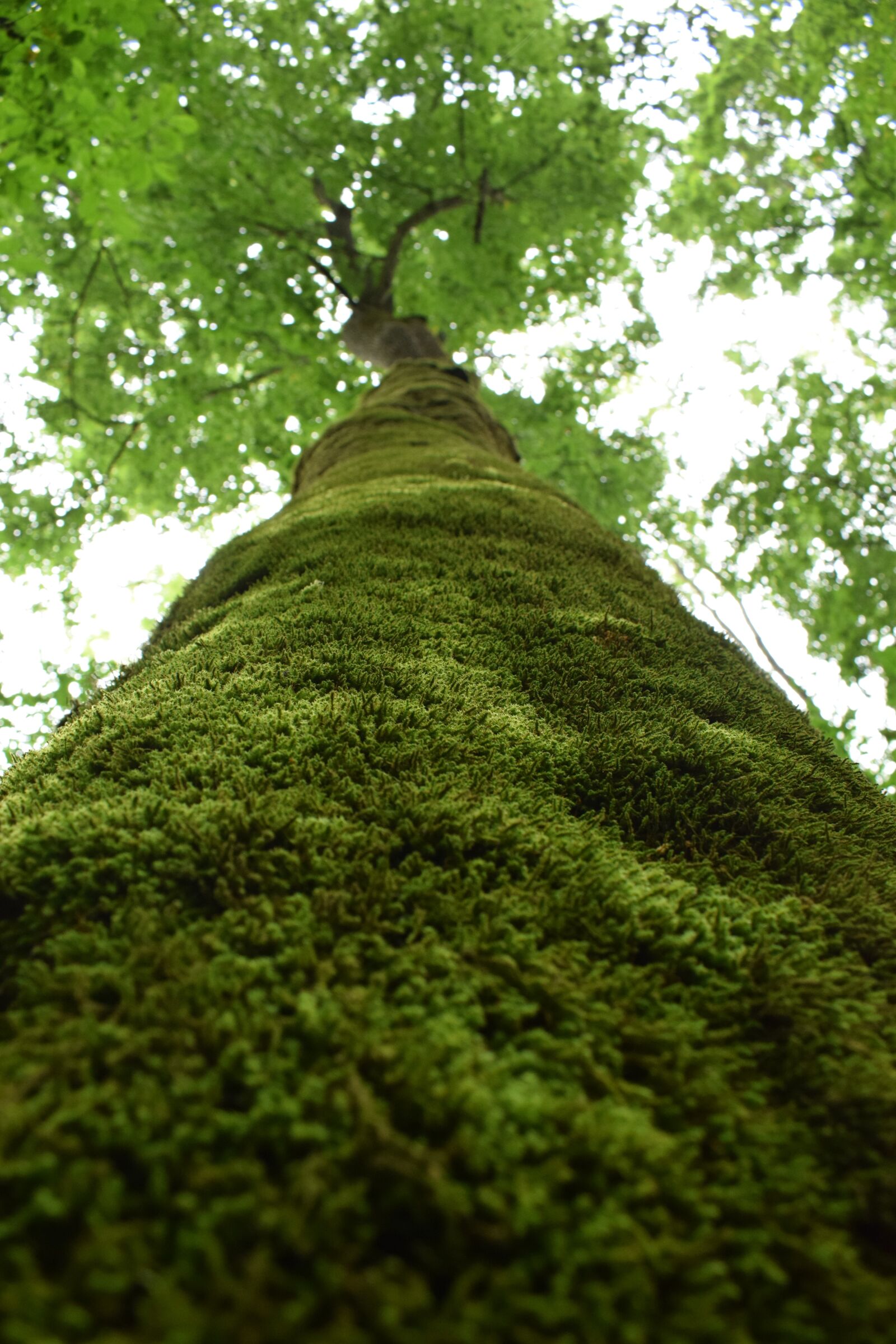 Nikon D3300 sample photo. Tree, moss, forest photography