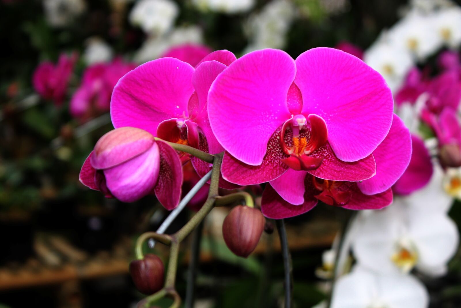 Canon EOS 1100D (EOS Rebel T3 / EOS Kiss X50) sample photo. Orchid, pink flower, purple photography