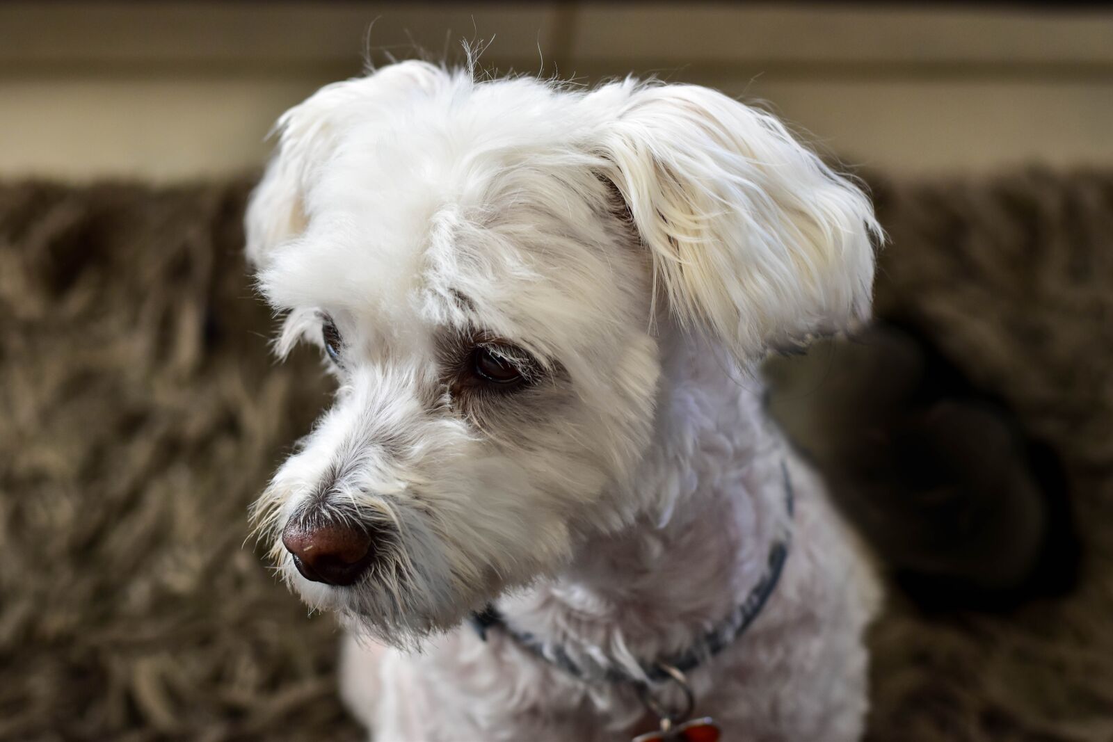 Nikon D5500 sample photo. Dog, maltese poodle, pet photography