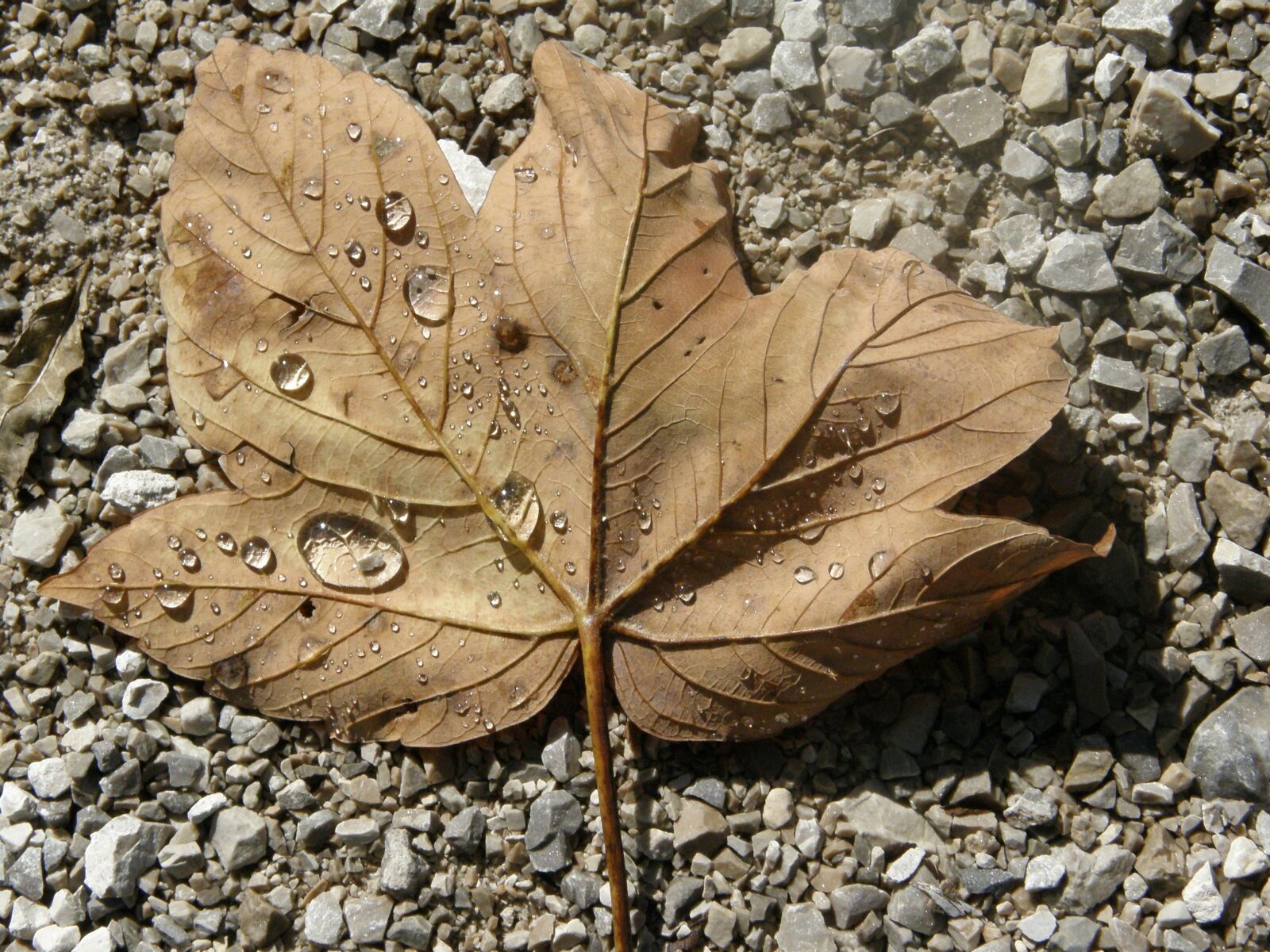 Olympus SP560UZ sample photo. Leaf, autumn, water photography