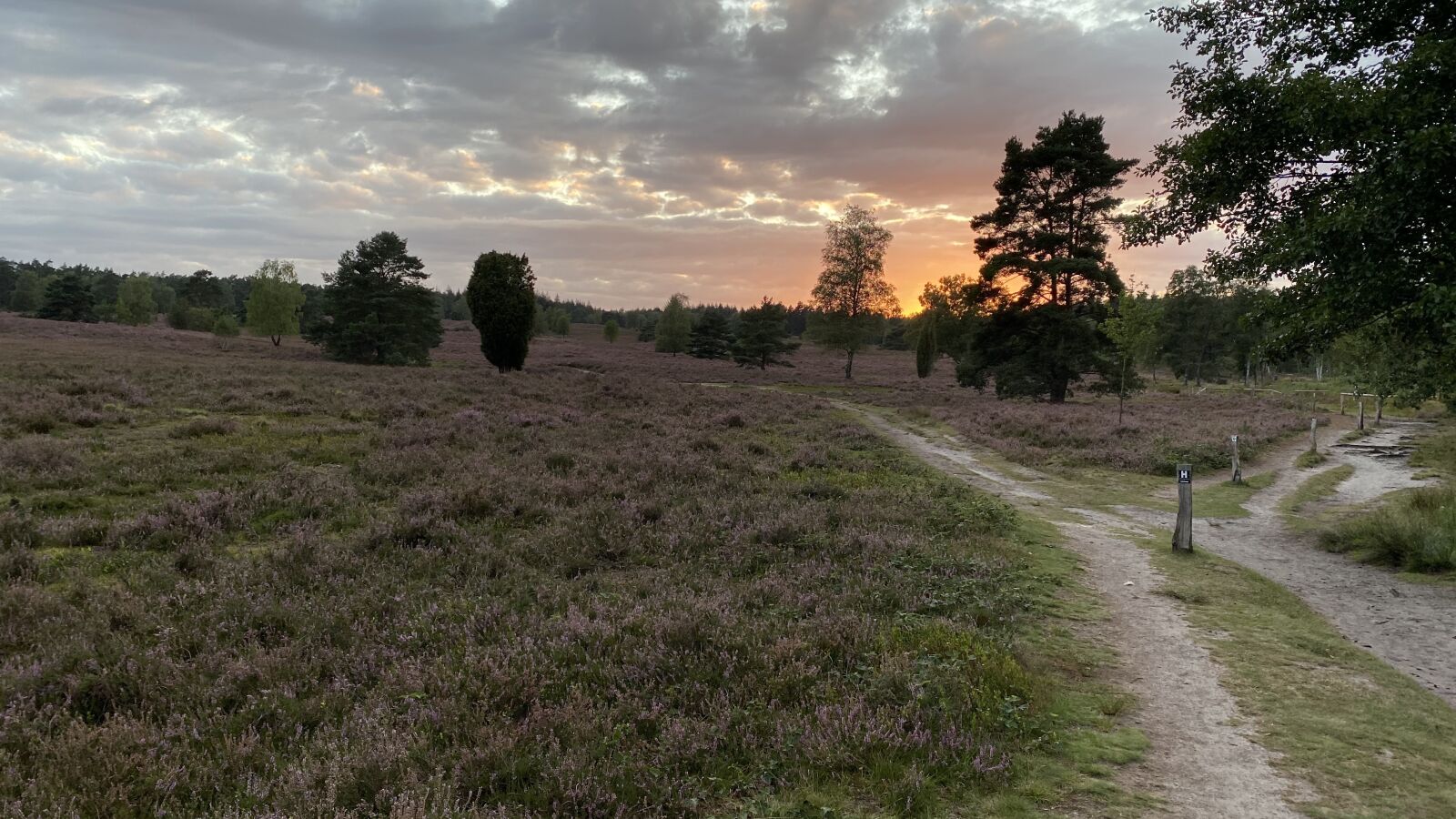 Apple iPhone 11 sample photo. Nature, trees, landscape photography