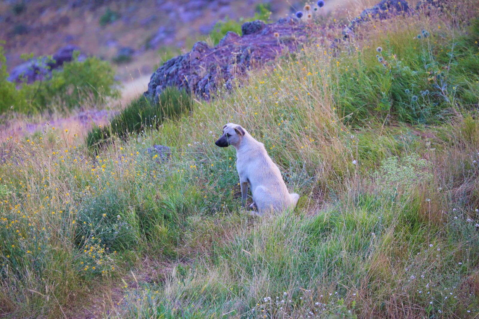 Canon EF 70-300mm F4-5.6L IS USM sample photo. Dog, animal, cute photography