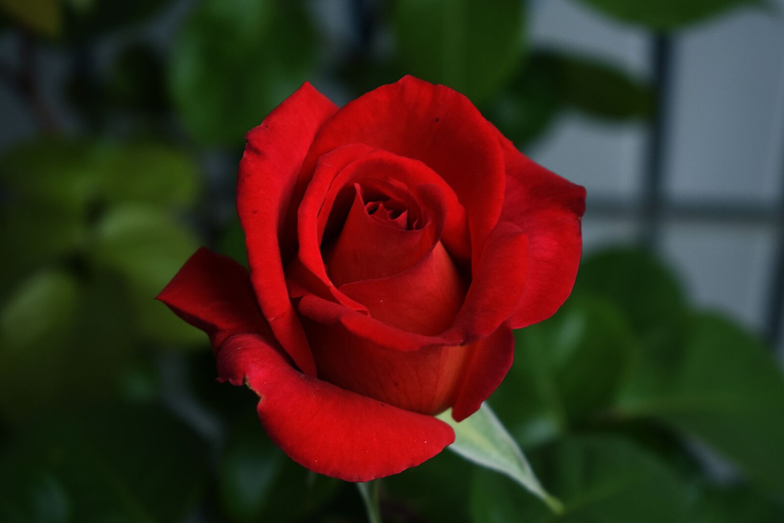 Nikon D3300 sample photo. Flower, petal, rose photography