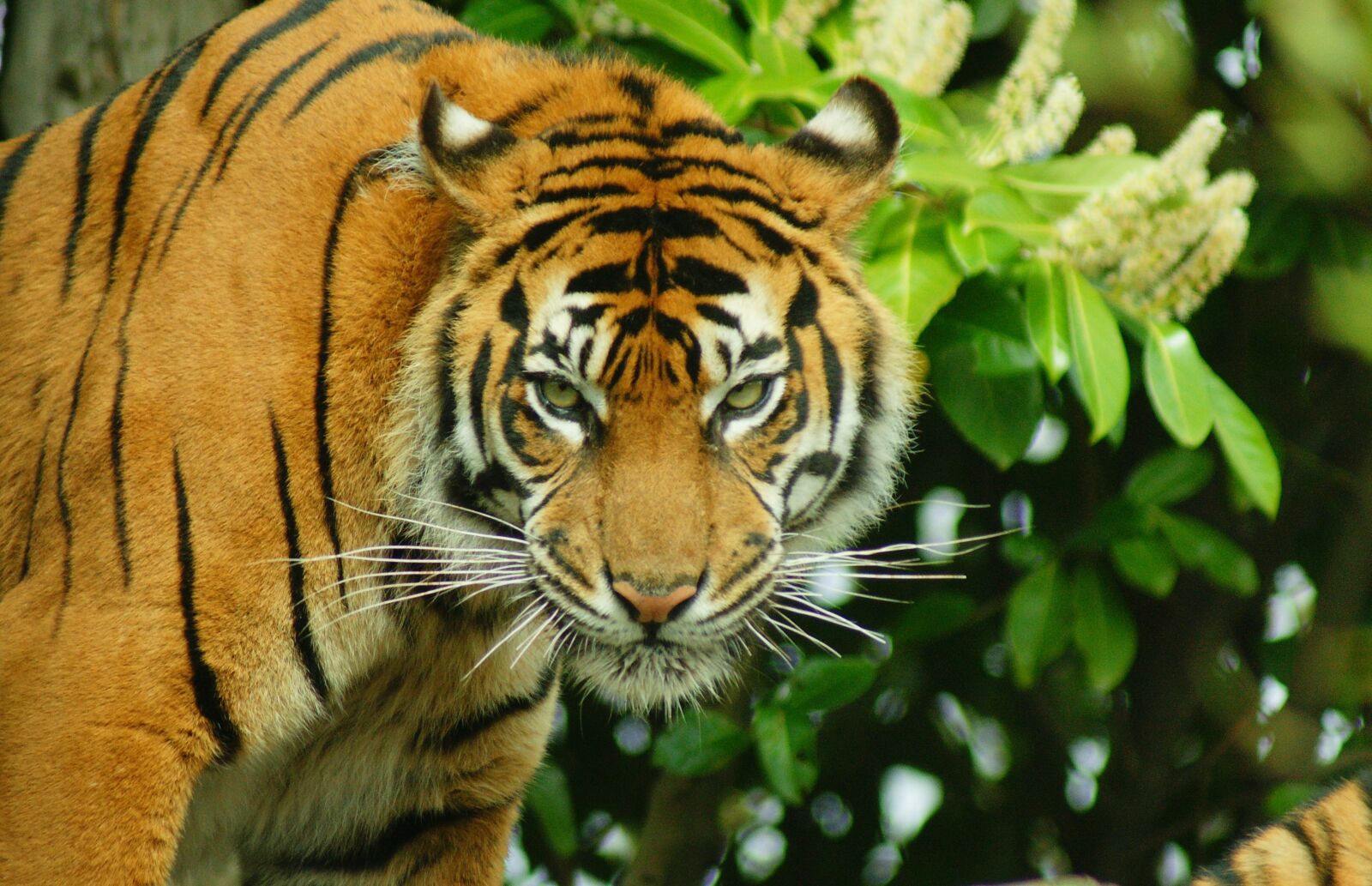 Sony Alpha DSLR-A700 sample photo. Tiger, big cat, wildlife photography
