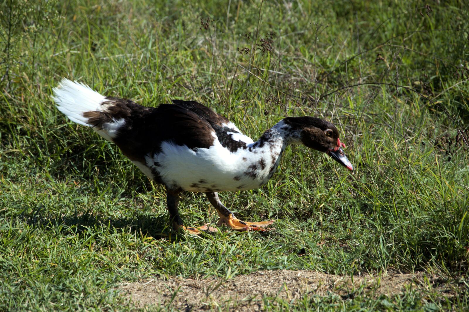Nikon D3200 sample photo. Duck, nature, animals photography