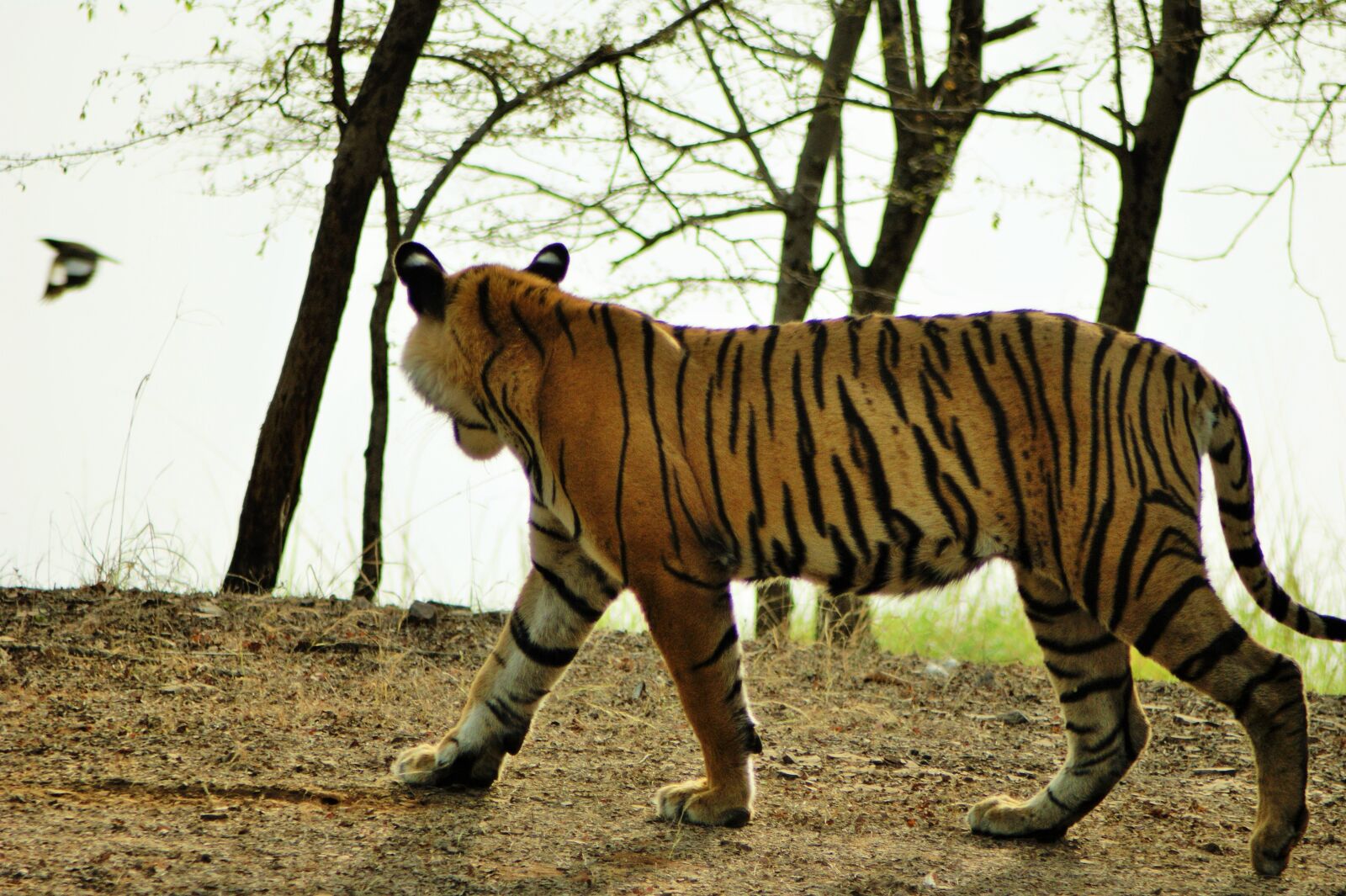Sony Alpha DSLR-A290 sample photo. Tiger, wildlife, india photography