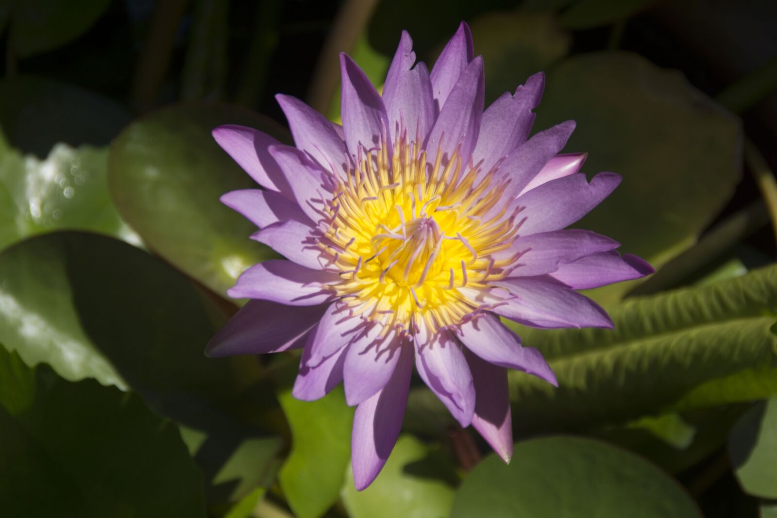 Sony SLT-A77 sample photo. Asia, south east asia photography