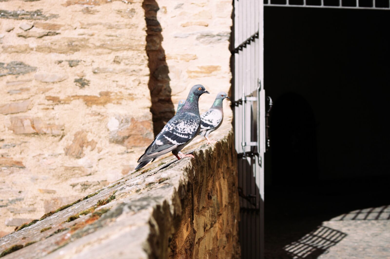 Canon EOS 700D (EOS Rebel T5i / EOS Kiss X7i) sample photo. Dove, wall, castle photography