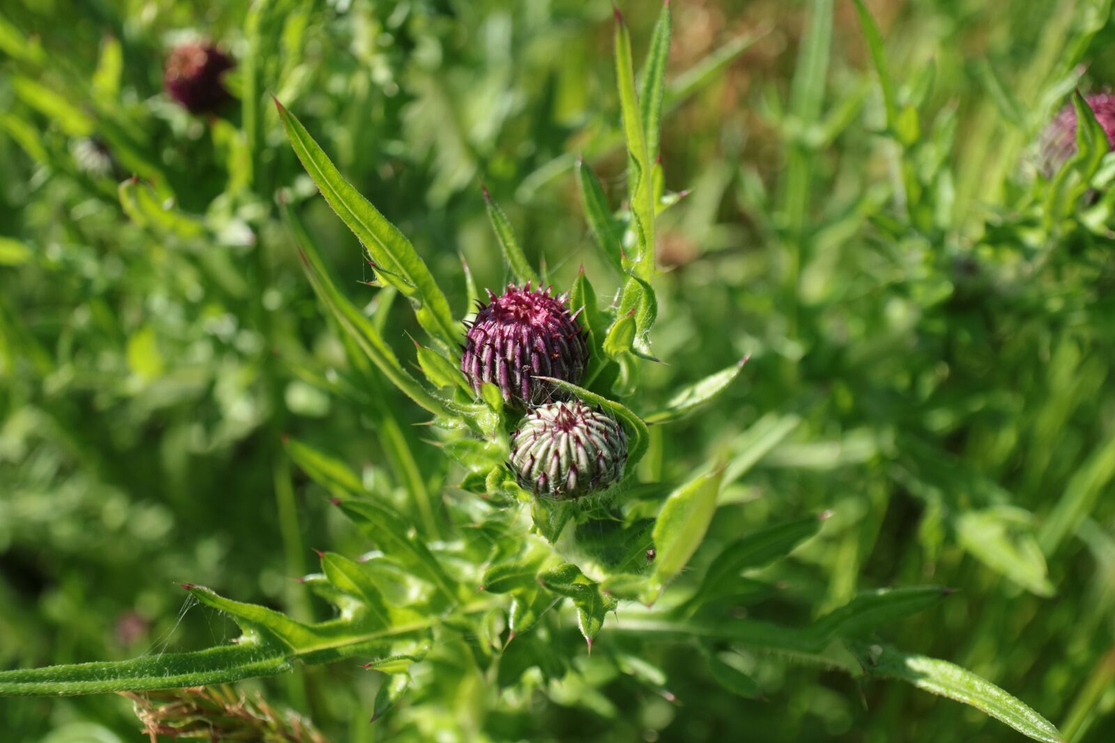 Canon EOS M3 sample photo. Thistle, bud, grass photography
