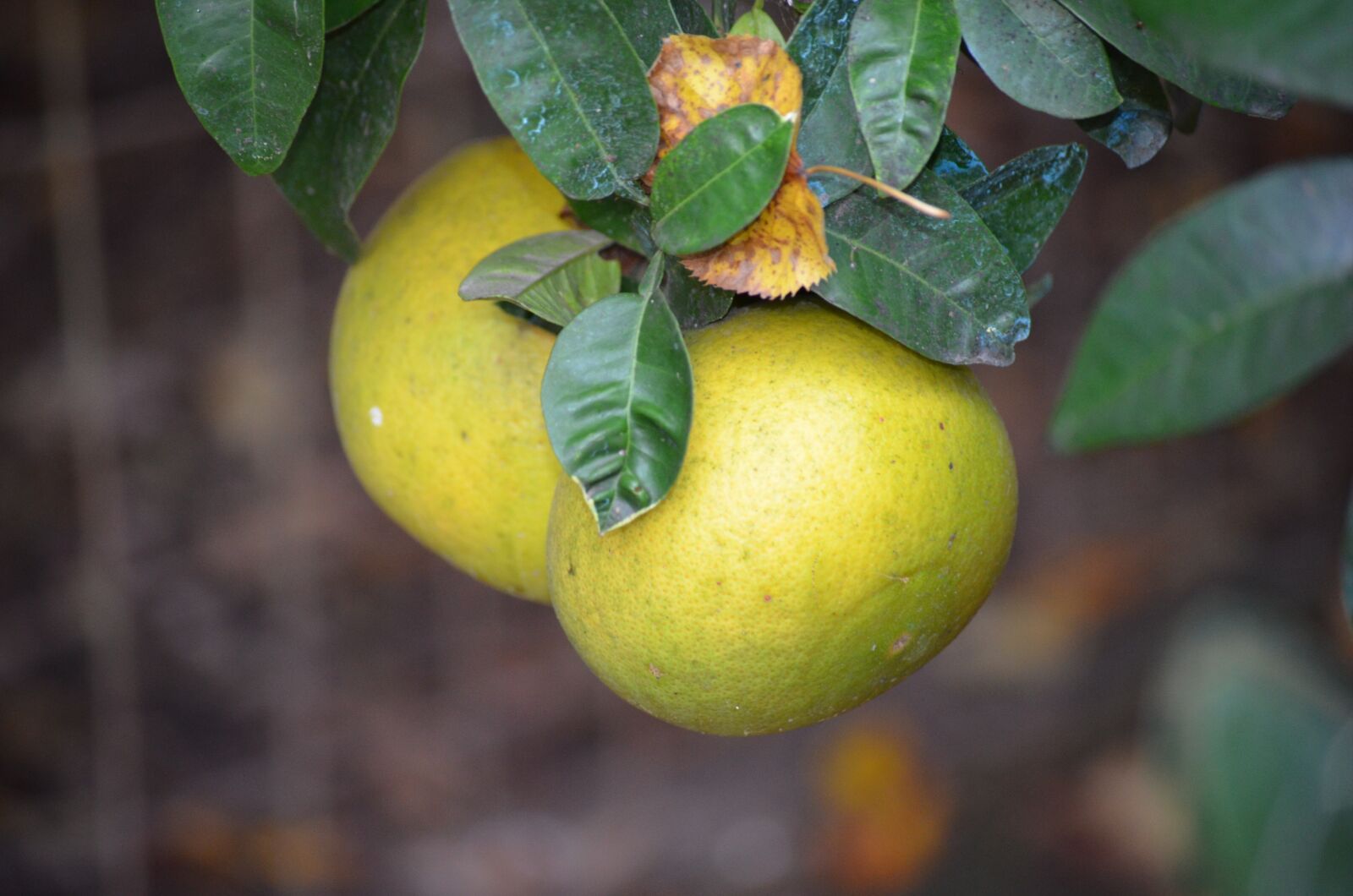 Nikon D5100 sample photo. Nature, fruit, tree photography