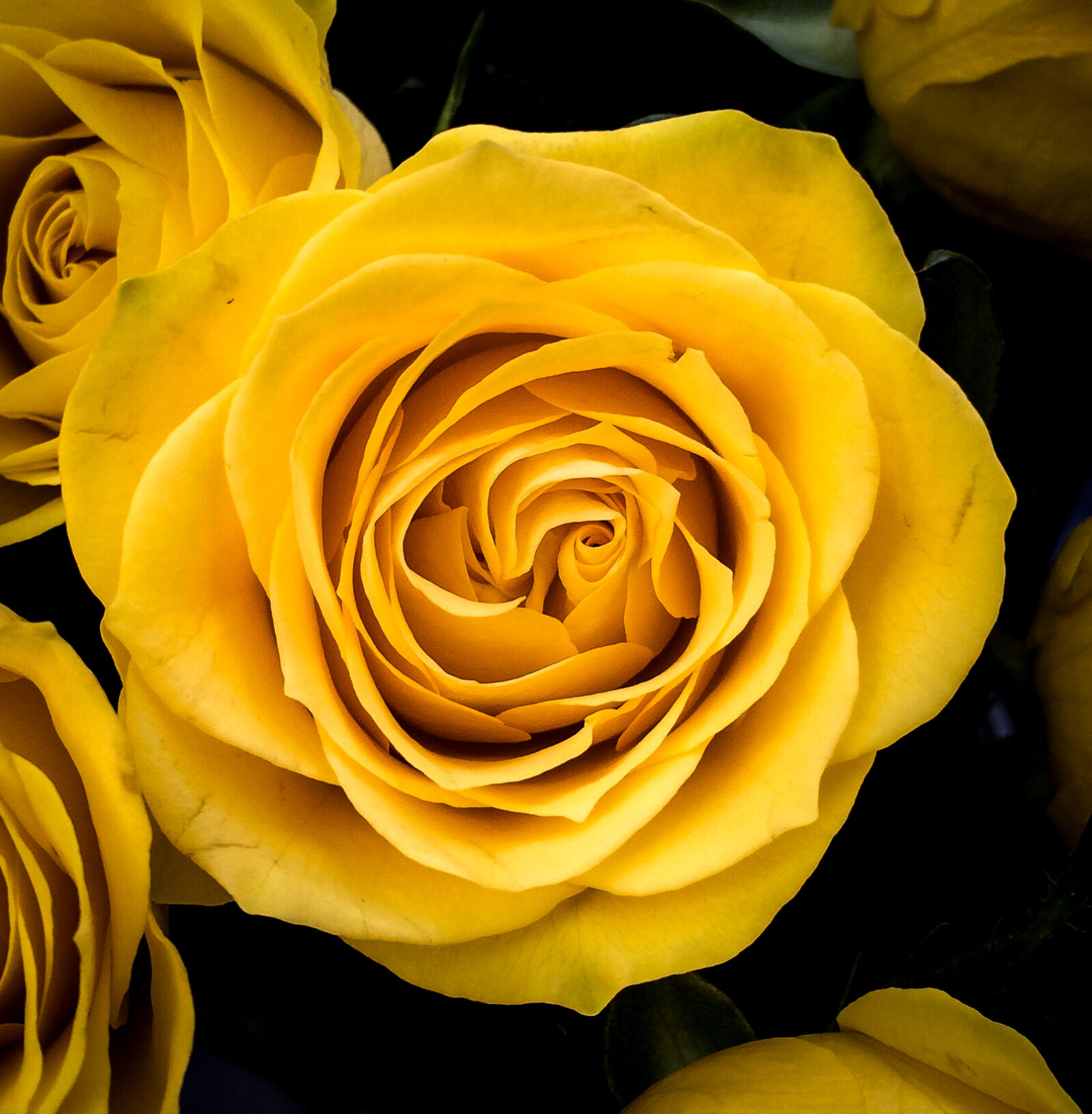 Apple iPhone 5s sample photo. Flower, petal, rose, yellow photography
