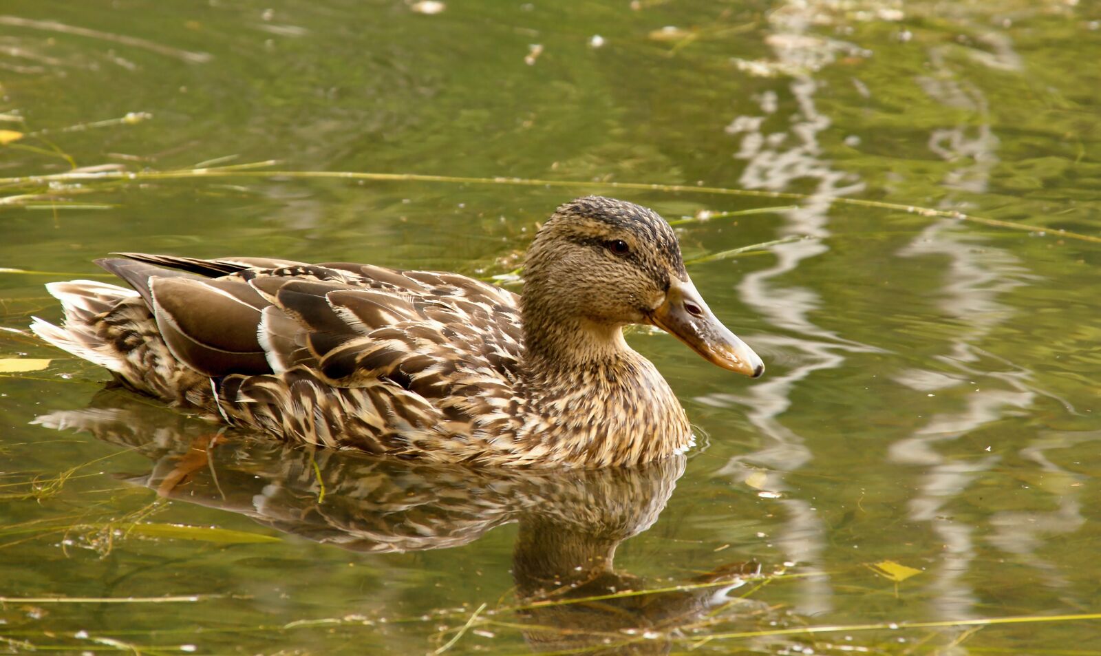 Nikon D5100 sample photo. Animal, background, beak photography