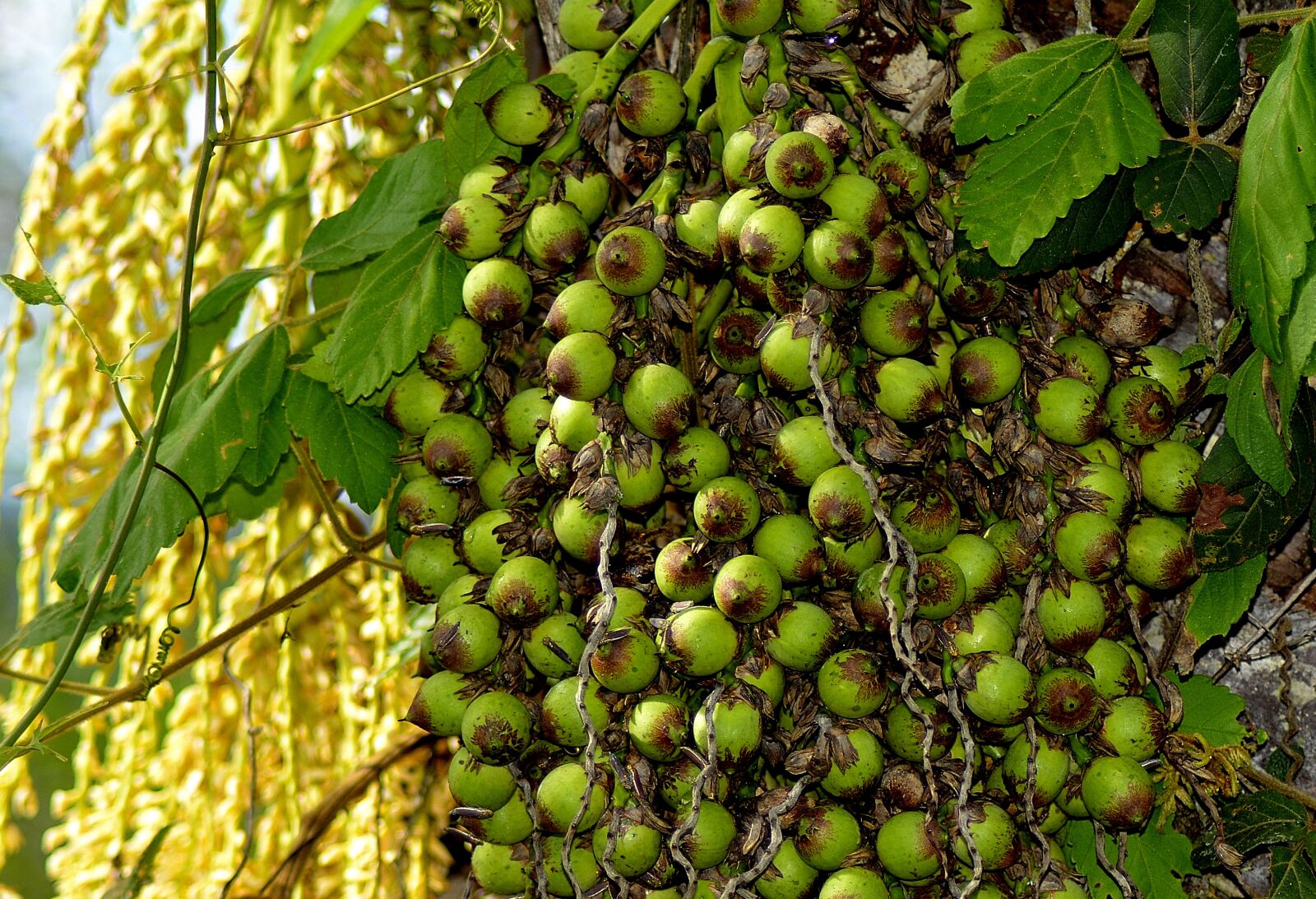 Nikon D5200 sample photo. Small coconuts, coco, licuri photography
