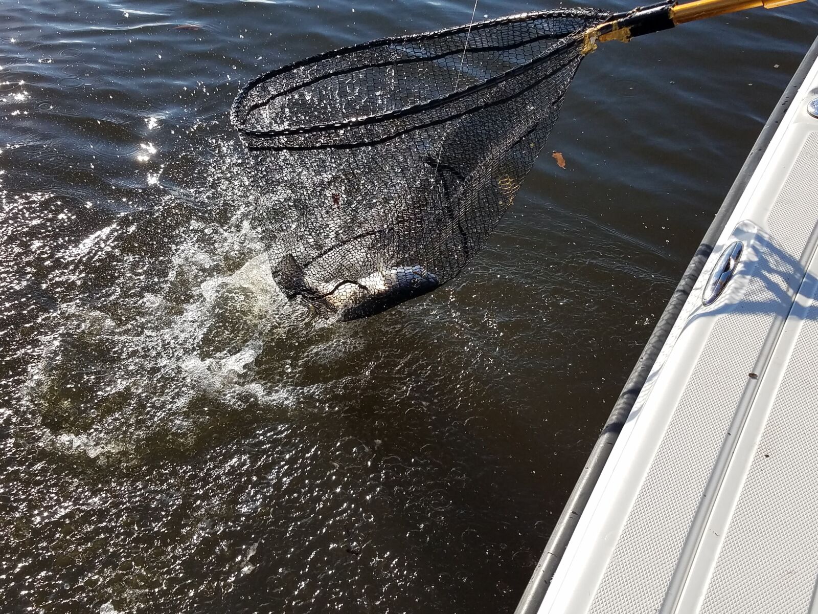 Samsung Galaxy S7 Active sample photo. Speckle, trout, catch photography