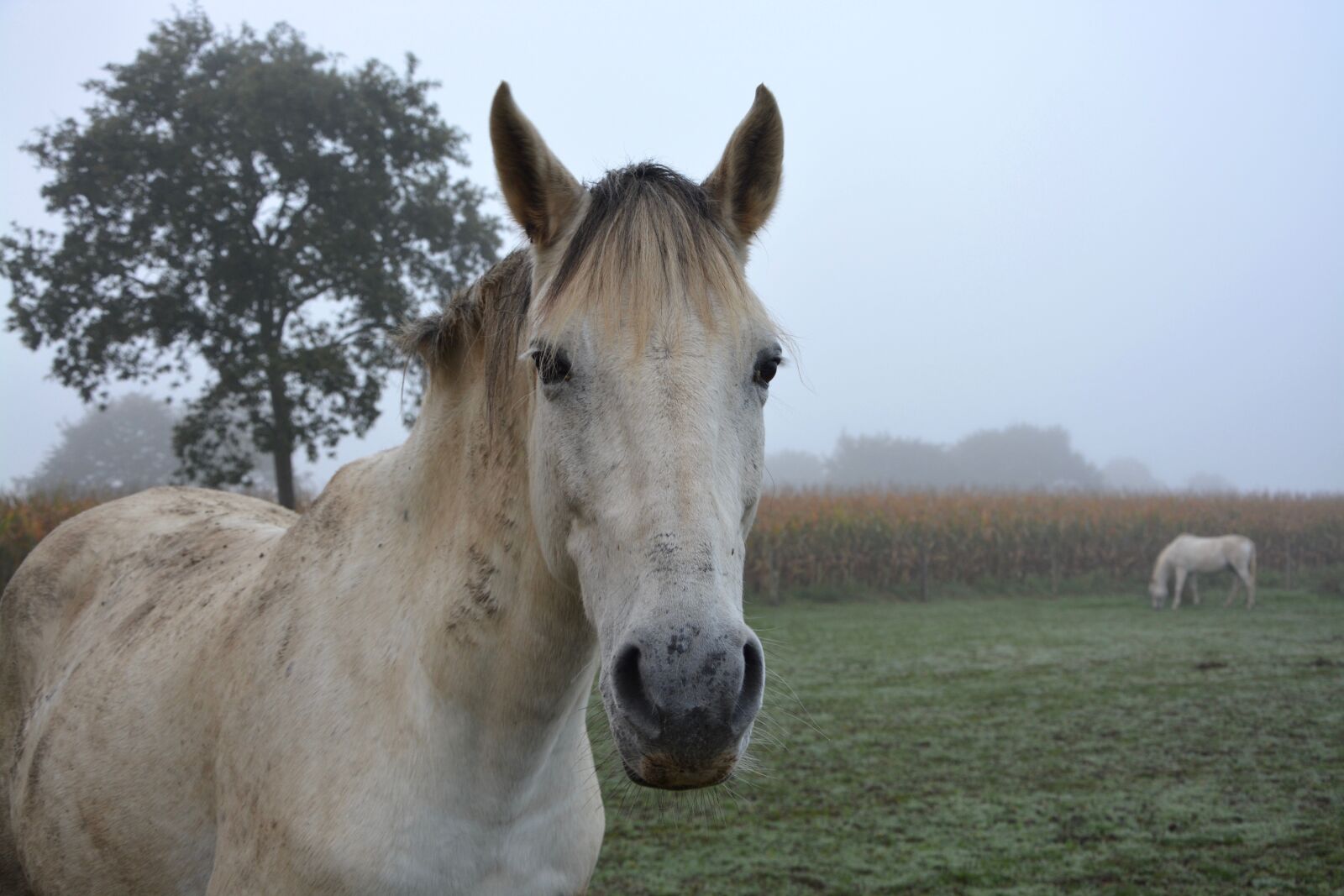 Nikon D5200 sample photo. Horse, equines, prairie photography