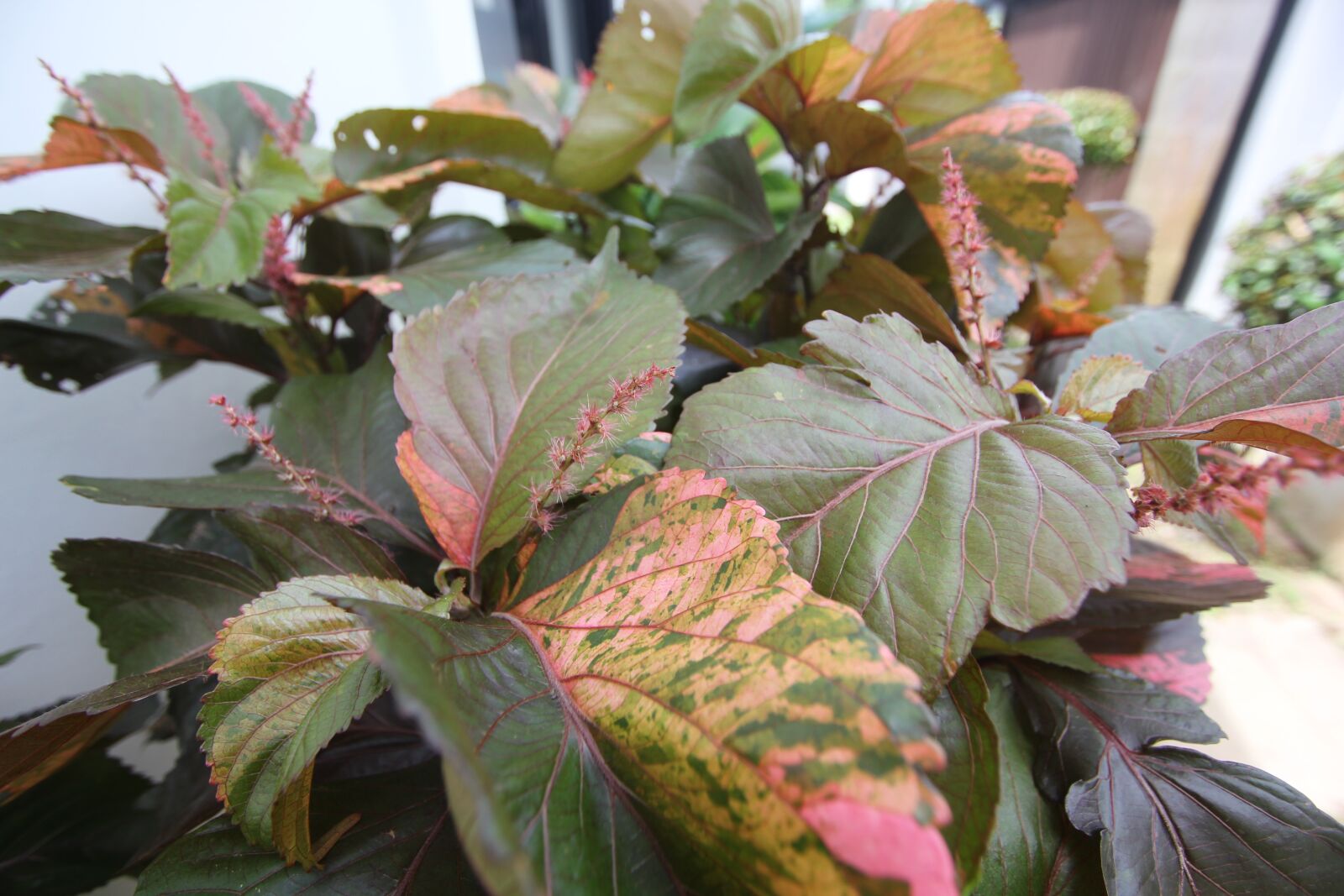 Canon EOS 550D (EOS Rebel T2i / EOS Kiss X4) sample photo. Phuket, thailand, autumn leaves photography