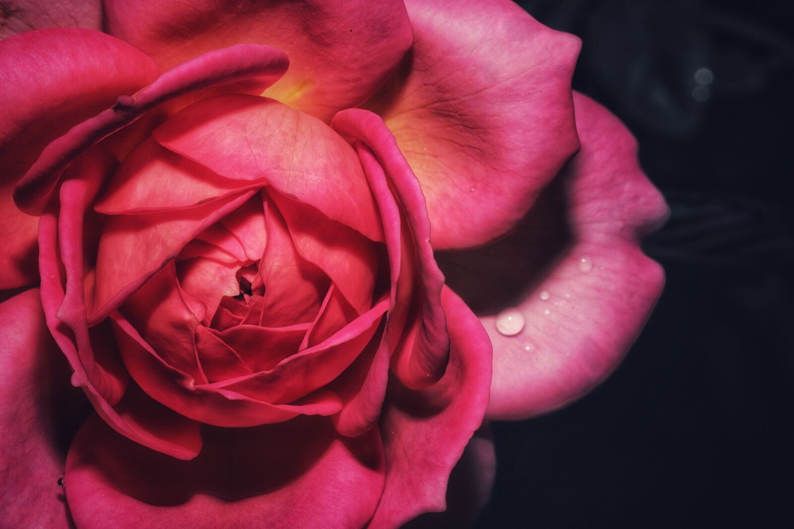 Canon EF 100mm F2.8L Macro IS USM sample photo. Rose, macro, flower photography