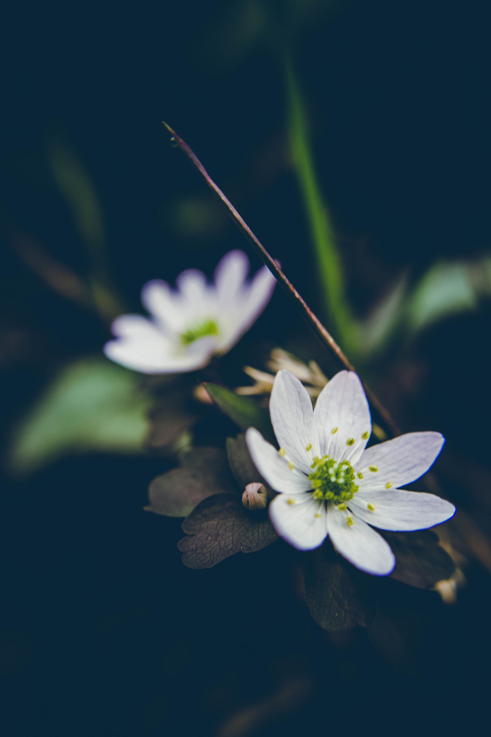 Canon EOS 600D (Rebel EOS T3i / EOS Kiss X5) sample photo. Floral, flowers, green, nature photography