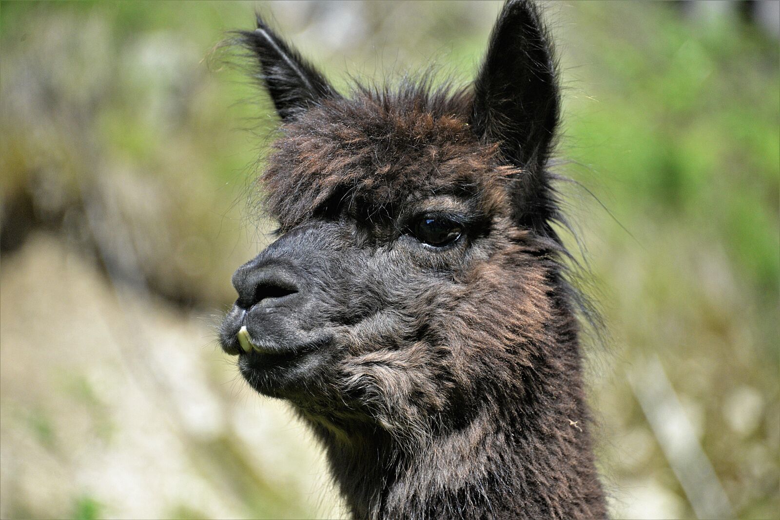 Nikon D610 sample photo. Alpaca, closeup, animal photography