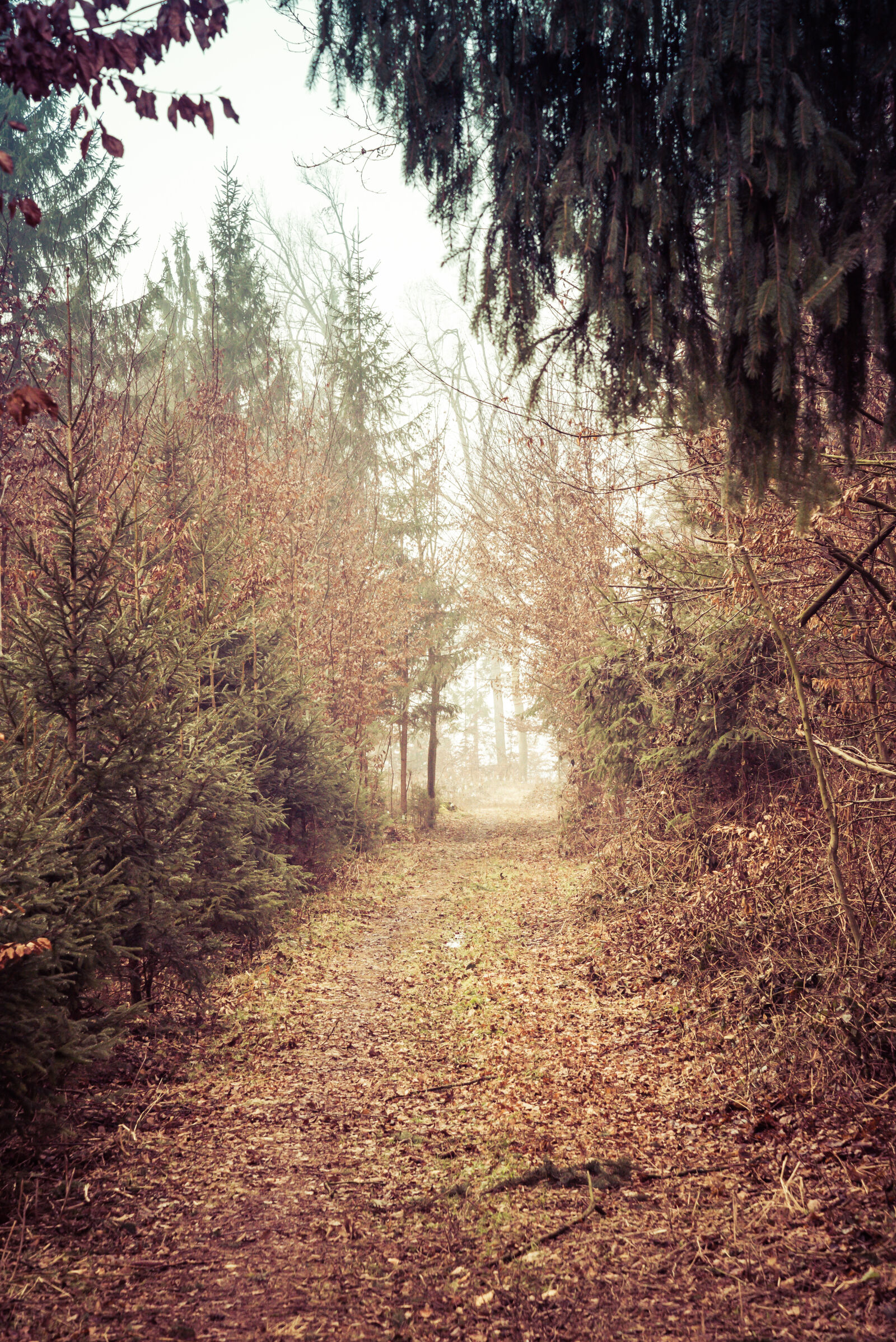 Nikon D610 sample photo. Branches, coniferous, fog, forest photography