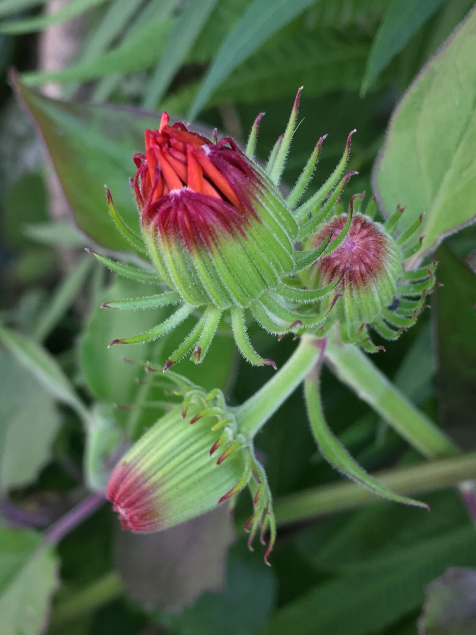Apple iPhone 6s Plus sample photo. Buds, green, red flower photography