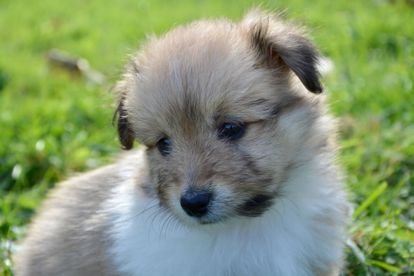 Nikon D5200 sample photo. Dog, puppy, pup photography