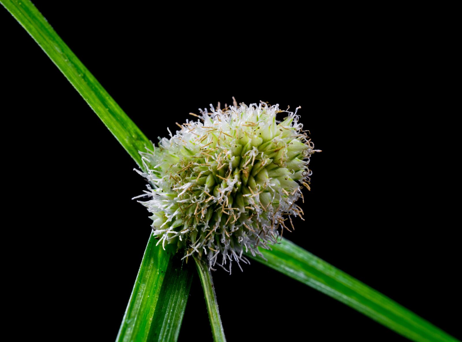 Nikon D5200 sample photo. Grass, weed, blossom photography