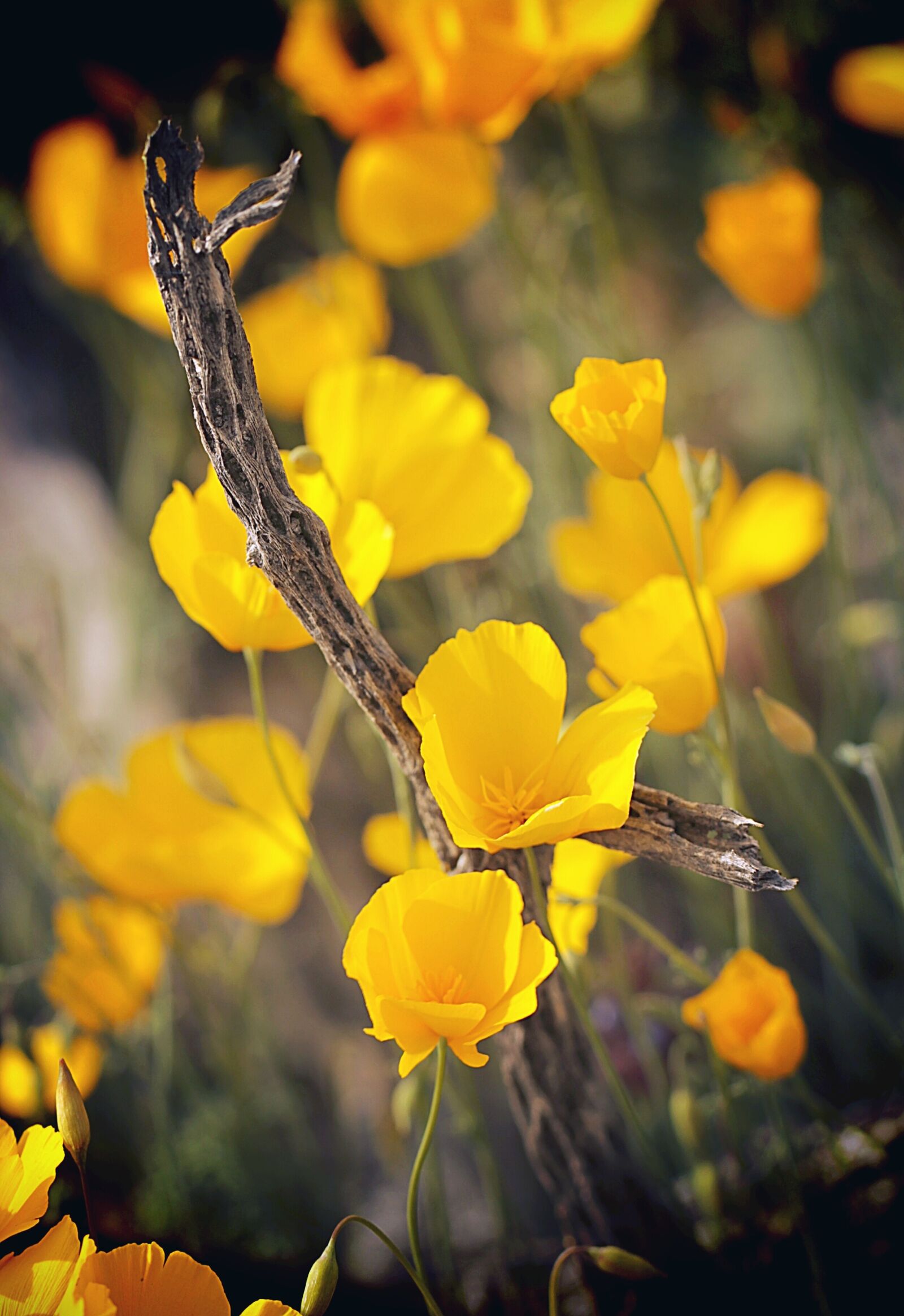 Canon EF 100mm F2.8L Macro IS USM sample photo. Poppies, wildflowers, mojave desert photography