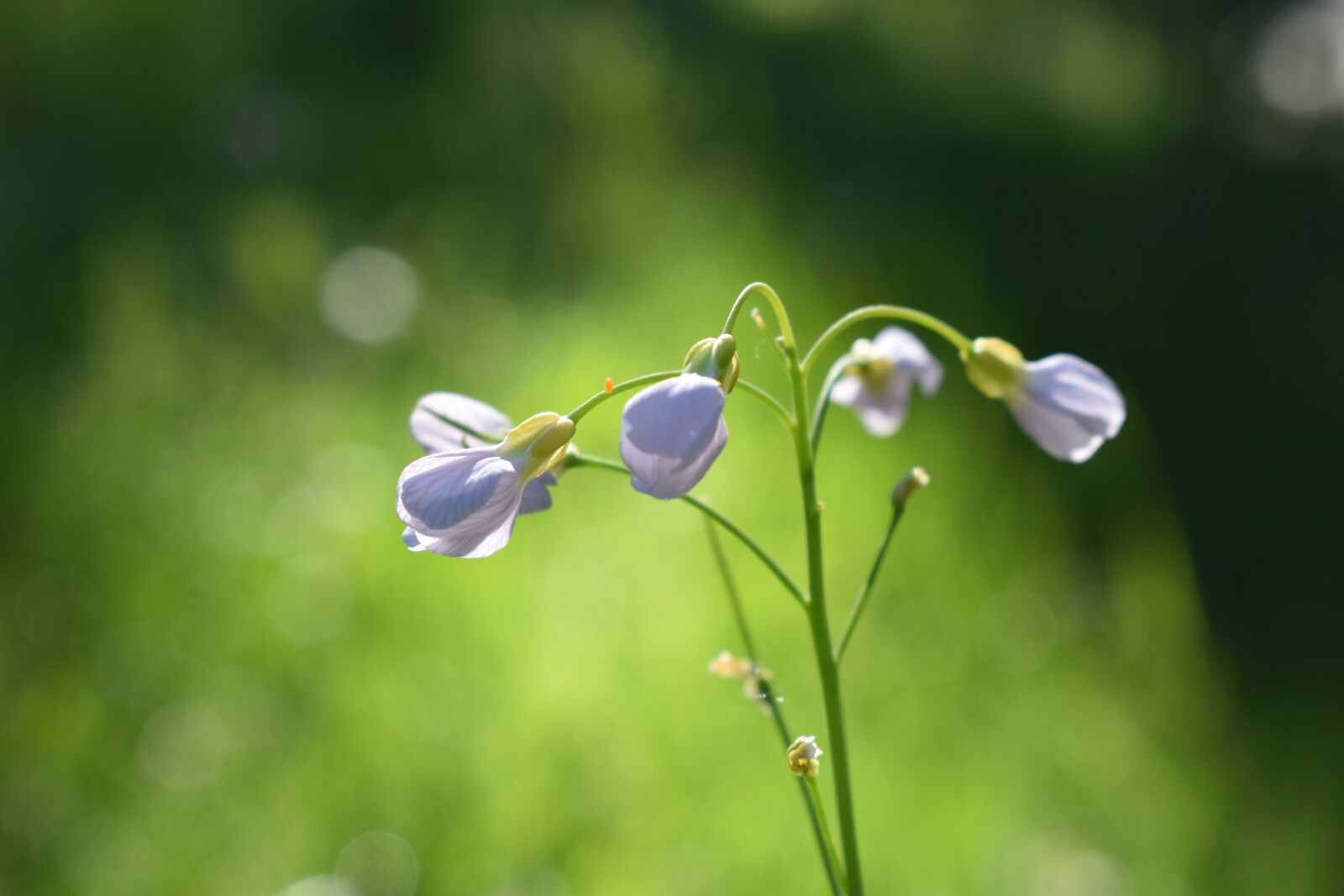 Nikon D5500 sample photo. Meadow, spring, plant photography