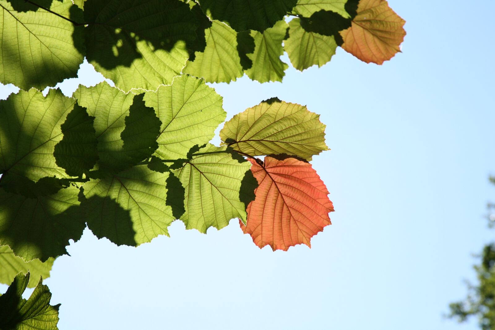 Canon EOS 5D sample photo. Leaf, autumn, impression photography