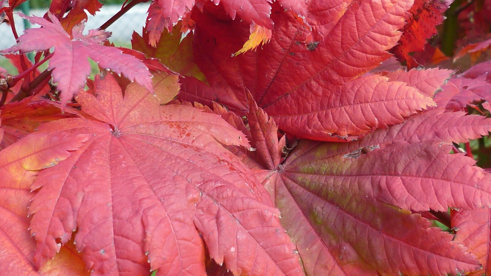 Panasonic Lumix DMC-FS6 sample photo. Fall foliage, red, leaves photography
