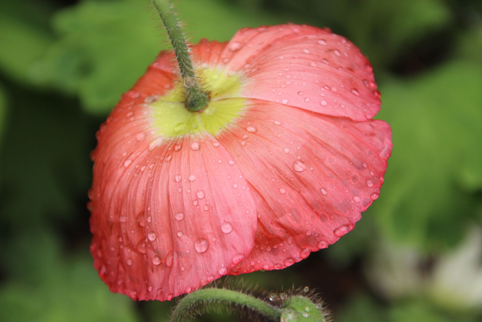 Canon EOS 600D (Rebel EOS T3i / EOS Kiss X5) sample photo. Poppy, flower, dew photography