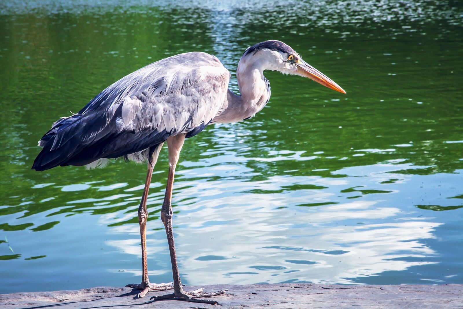 Canon EOS 5D Mark II sample photo. Natural, bird, park photography