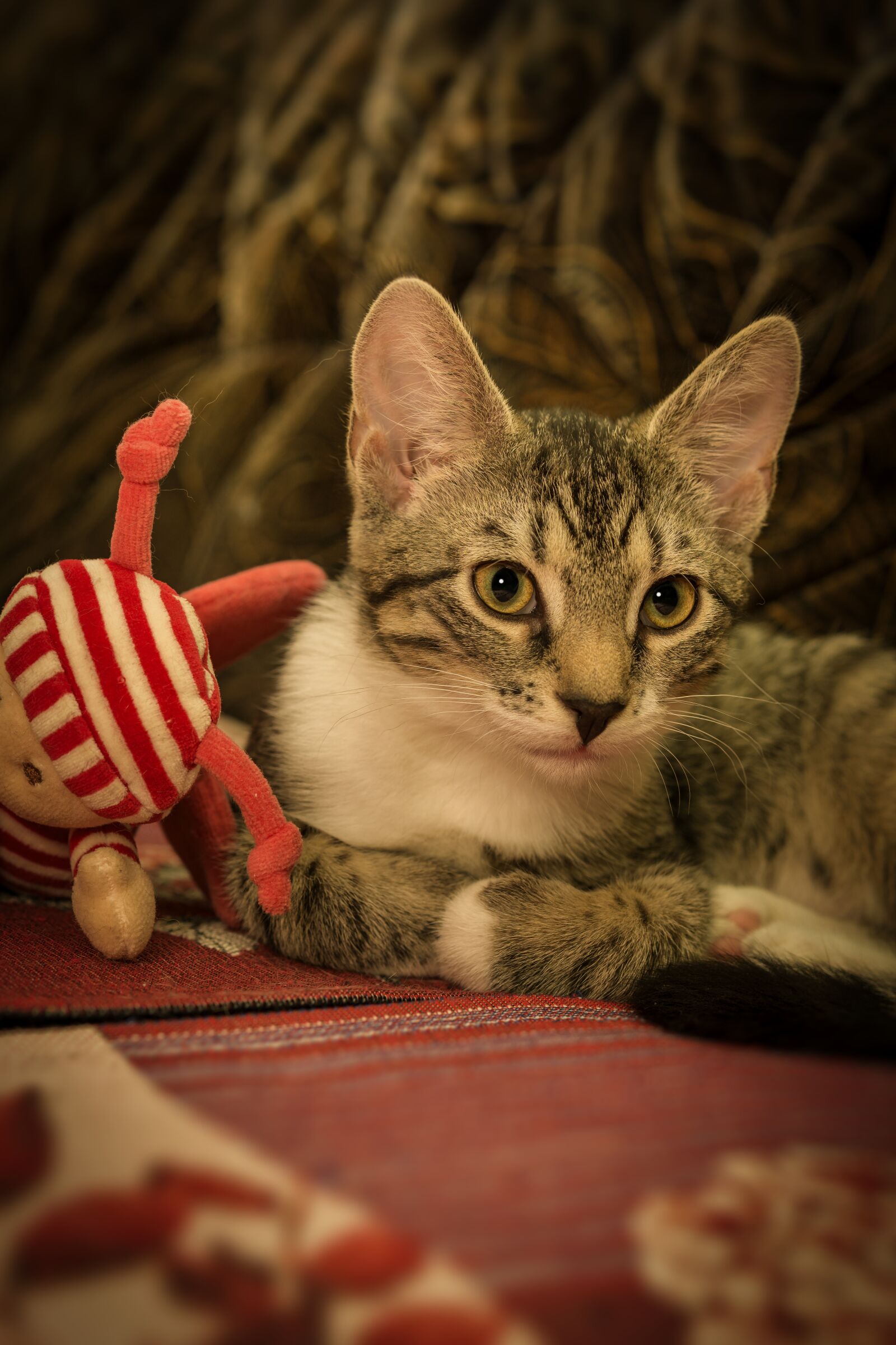 Sony a6000 sample photo. Cat, mackerel, lying photography