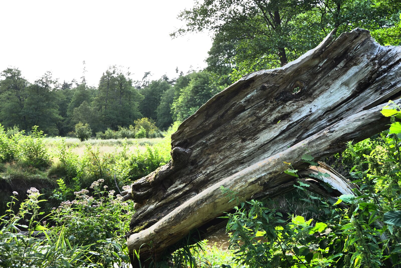 Panasonic Lumix DC-G9 sample photo. Nature, tree, stock photo photography