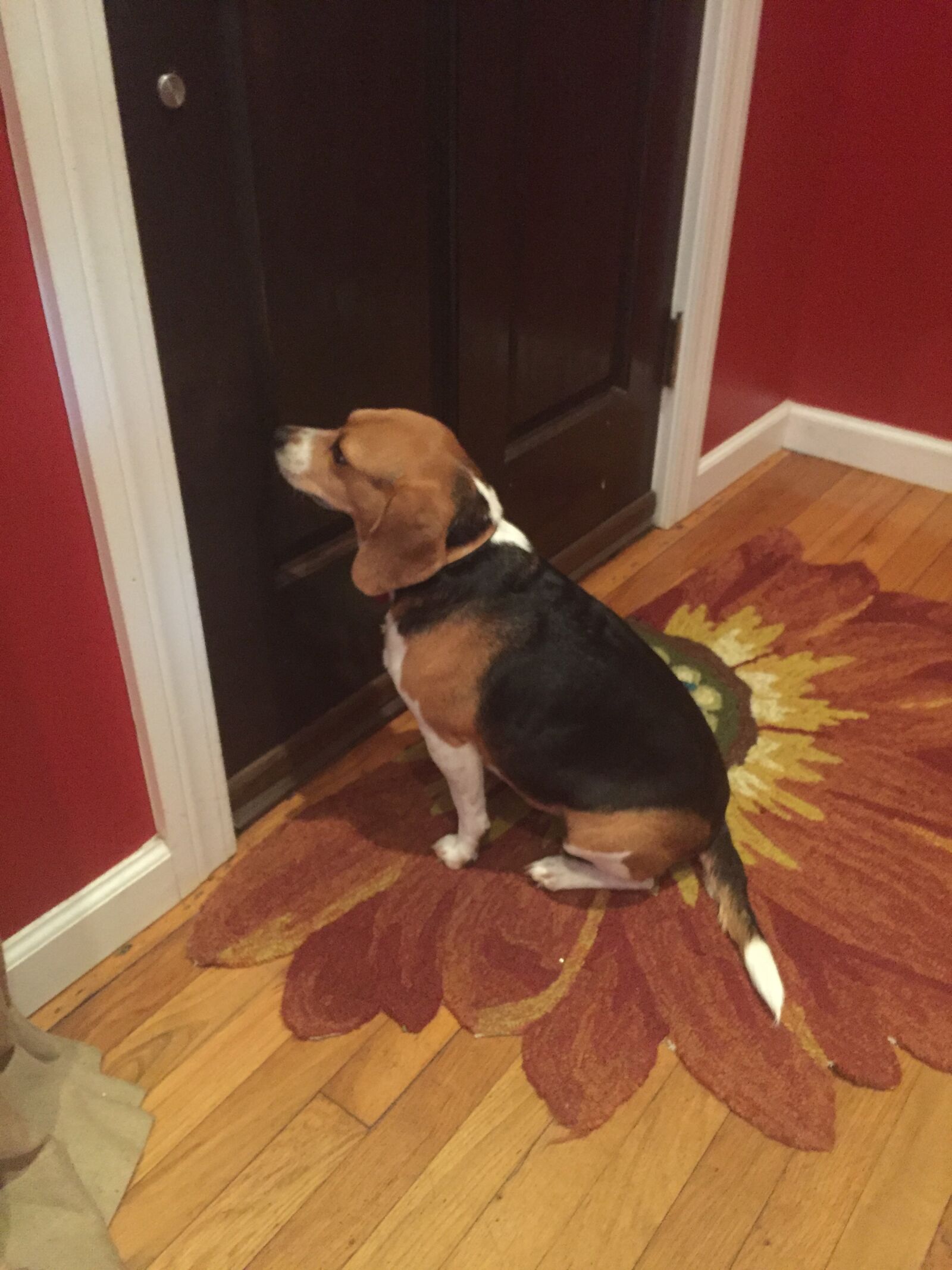 Apple iPhone 6 sample photo. Beagle, dog photography