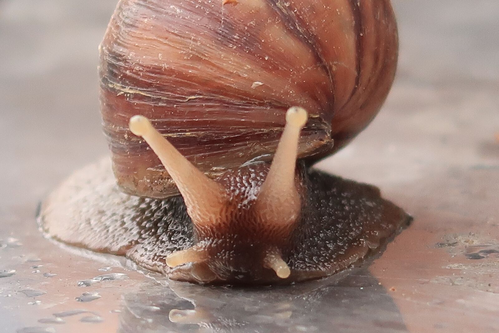 Canon PowerShot G7 X Mark II sample photo. Snail, nature, shell photography