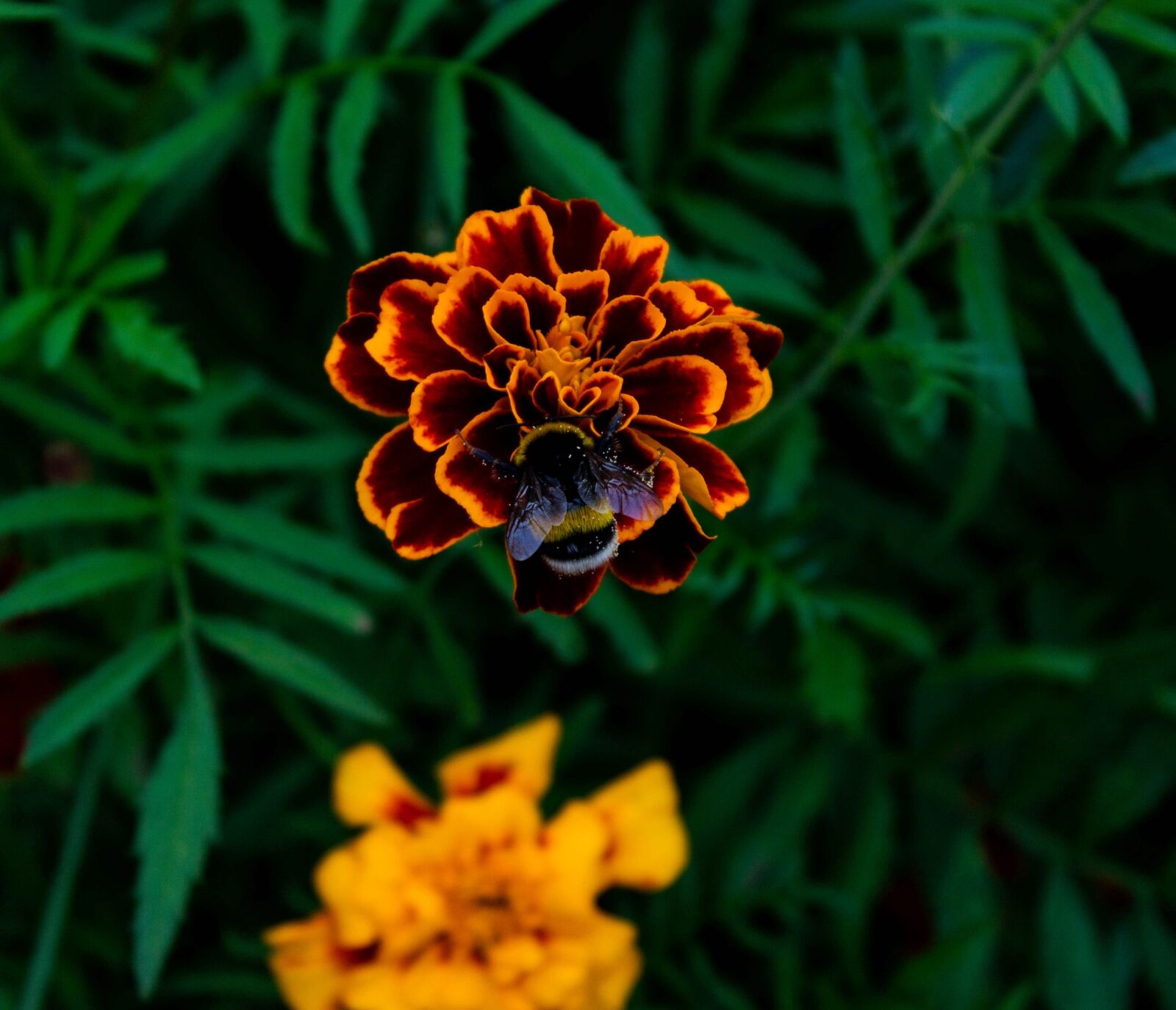 Canon EOS 600D (Rebel EOS T3i / EOS Kiss X5) sample photo. Summer, flower, bumblebee photography