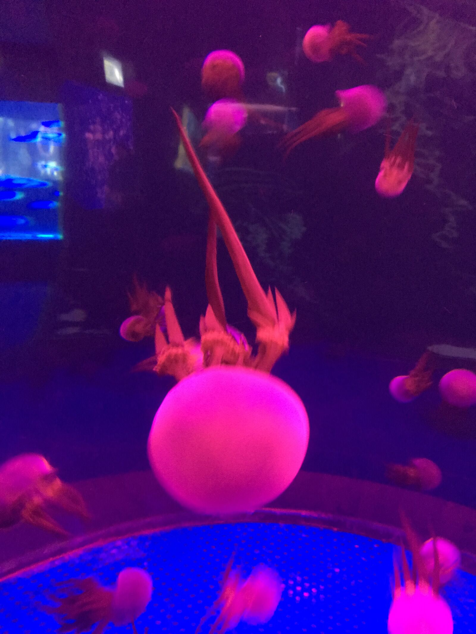 iPhone 6s Plus back camera 4.15mm f/2.2 sample photo. Marine aquarium, wuhan, jellyfish photography