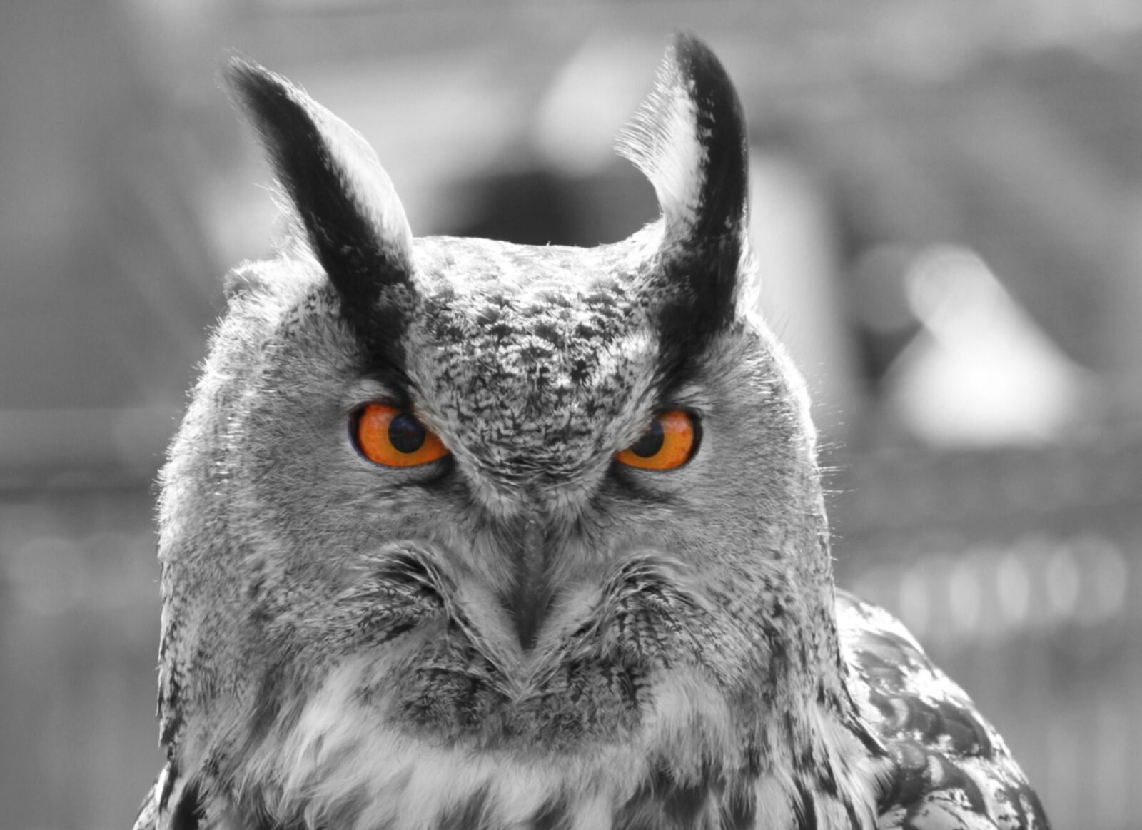Canon EOS 7D sample photo. Eagle owl, eyes, owl photography